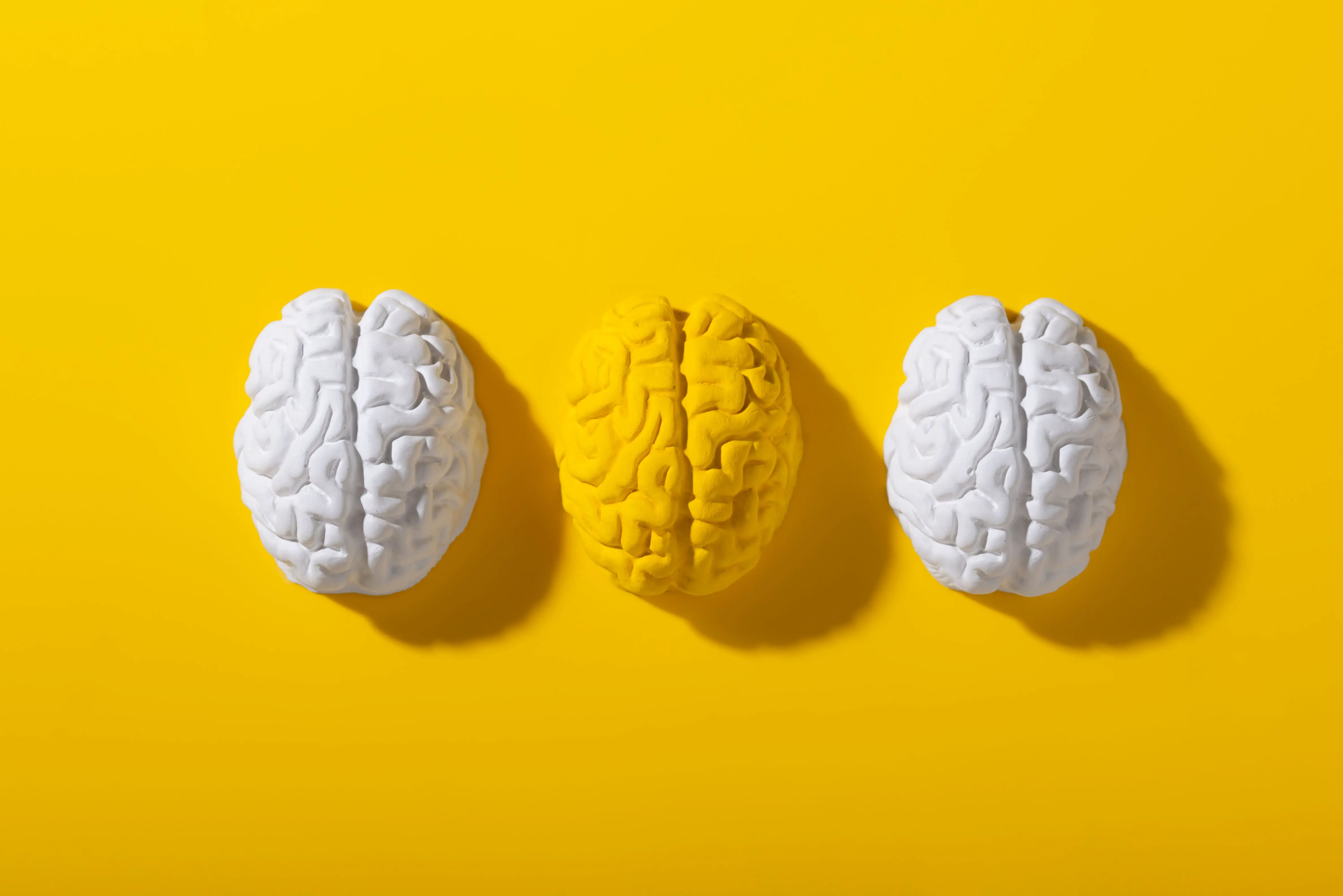 Stilleben mit menschlichen Gehirnen